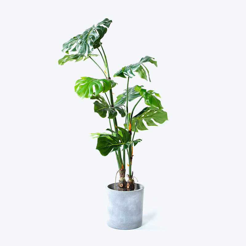 Nep groene plant en pot Monstera-m